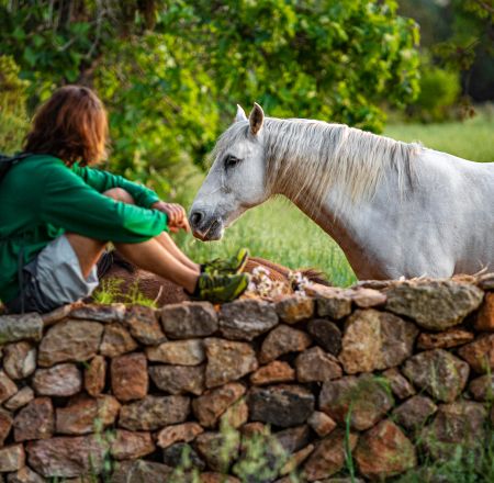 A person sitting on a wall looking at a white horse.