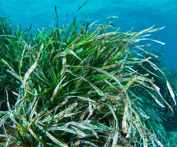 Posidonia in Santa Eulària des Riu